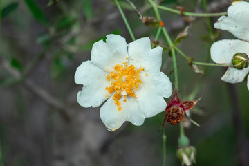 Obraz premium Rosa blanca silvestre con gotas de lluvia