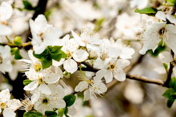 flowering trees, pollination by bees