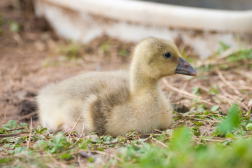 Gosling of a greylag goose (anser anser) rest in the grass