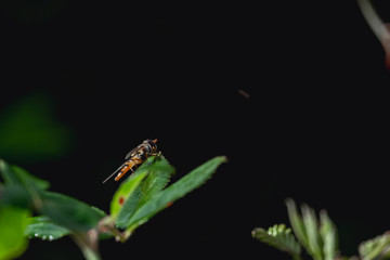 Pequeña avispa sobre una hoja en la naturaleza