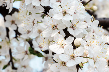 flowering trees, pollination by bees