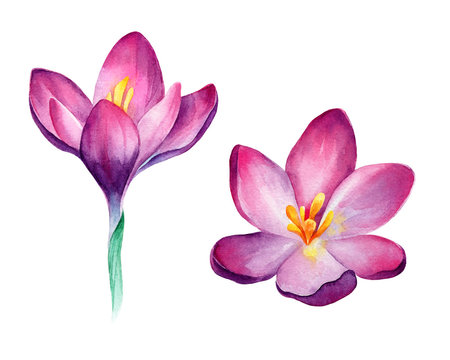 Watercolor purple crocuses on white backgrond. Nice elements for cards, textile, posters, pattern and another printed products design. Cute, lovely 
delicate spring flowers isolated.