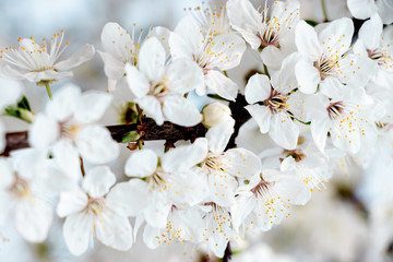 flowering trees, pollination by bees