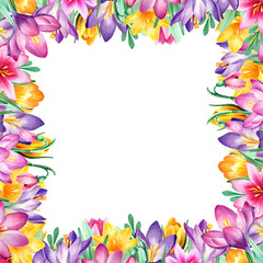 Watercolor square frame with yellow, pink, violet, purple crocuses on white background. Nice design for spring, wedding, lovely cards and another printed products.