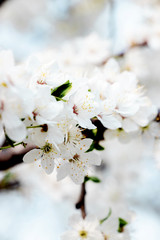 Obraz premium flowering trees, pollination by bees