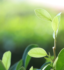 Green leafy leaves against a natural green background.