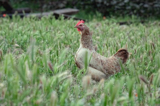 Gallina clueca marron paseando por el campo libre