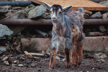 Cabra bebe de colores en el campo