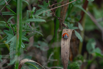 mariquita sobre una hoja marron
