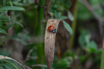 mariquita sobre una hoja marron