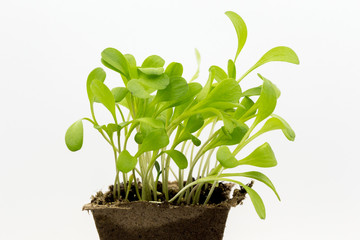 seedlings sprouts in a peat pot.