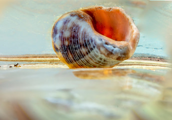 Joyful and summery set of seashells on a diffuse and colorful background that evokes the tranquility and serenity of the environment from which they come 

  