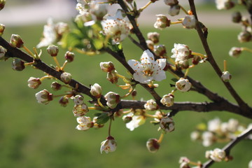 Spring, white cherry blossoms open.