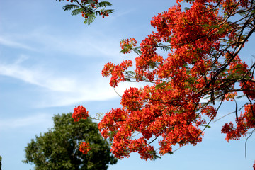 Beautiful red royal poinciana or flamboyant flower (Delonix regia), Gulmohar Flowers, Delonix regia in Bloom in Bangkok, Thailand.