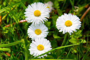 Obraz premium Flowering of daisies. Oxeye daisy, Leucanthemum vulgare, Daisies, Dox-eye, Dog daisy,Moon daisy. Gardening concept