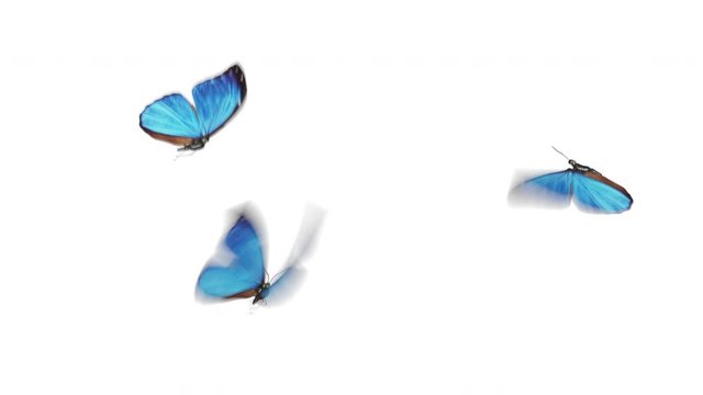Beautiful Blue Colored Butterflies Morpho Menelaus Fly into the Screen, Sit Down and Fly Away. White Green Backgrounds Close-up. Loop-able 3d Animation with Alpha Channel. 4k Ultra HD 3840x2160