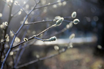 spring willow branches sunlight