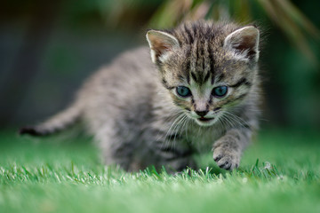 GATOS CON MENOS DE UN MES