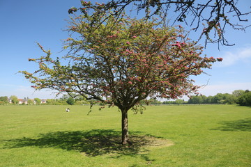 Fototapeta premium Tree in the field