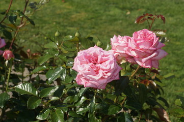 Pinke Rosen