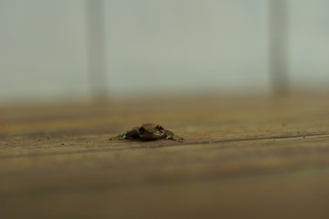 Frog on a wooden floor