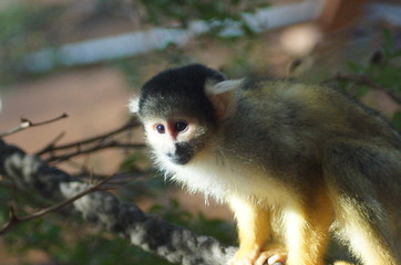 Affe