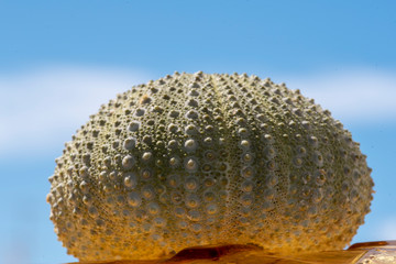 Detailed and detailed structure of a sea urchin on the beach in the sun