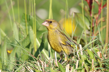 European greenfinch looking for food in the grass