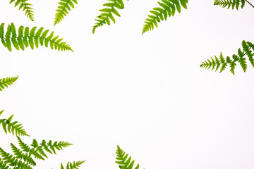 Floral composition with copy space in center. Green leaves of fern on white background. Aromatherapy, green natural  cosmetics  concept. Flat lay, top view.