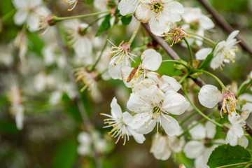 white flowers of the Apple tree.