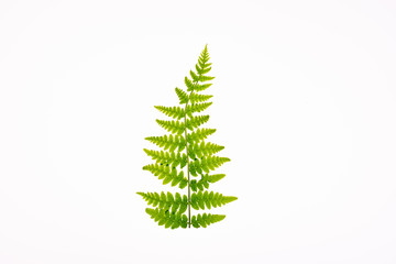 Fern leaf, Ornamental foliage, Fern isolated on white background
