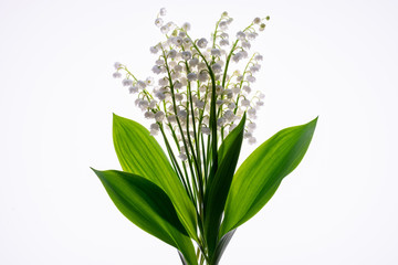 Fototapeta na wymiar Lilly of the valley flowers and leaves bouquet isolated on white background