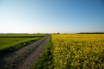 Pole rzepaku 