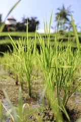 Obraz premium Close up of young growing rice