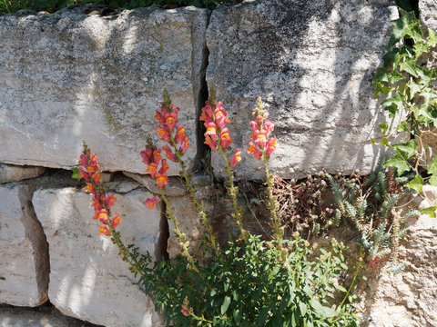 Antirrhinum majus | Muflier ou geule de loup en grappes sur tige dress&eacute;e &agrave; fleurs &agrave; corole en forme de l&egrave;vres arrondies