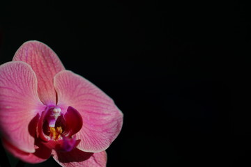 orchid on black