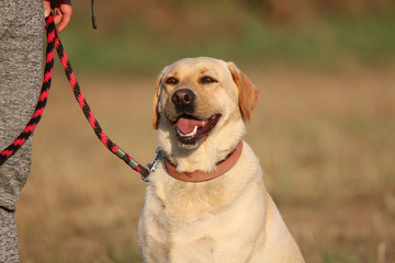 Dog at the training ground