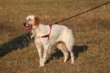 Dog at the training ground