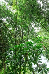 bamboo forest in the morning