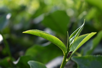 Obraz premium The desired beauty of #Tealeaves.