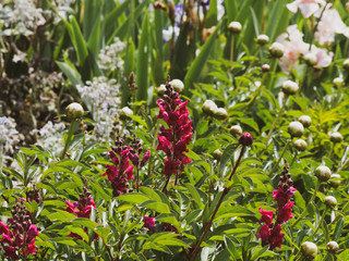 Antirrhinum majus | Muflier à grandes fleurs ou gueule de loup sur tige dressée aux feuilles vertes lancéolées