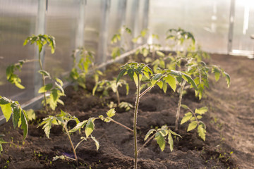 growth of tomato seedlings in a greenhouse