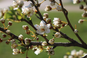 Spring, white cherry blossoms open.