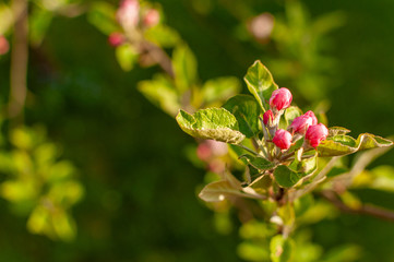 Blooming apple blossom on a spring sunny day.