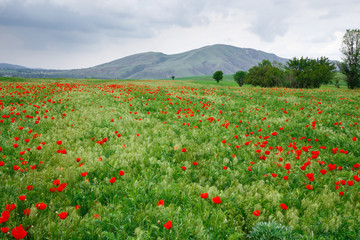 Red poppies beautiful flowering meadow with poppies. Beautiful spring and summer natural background. Tourism and travel