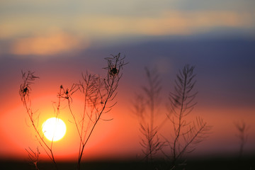 sunset in steppe over grass