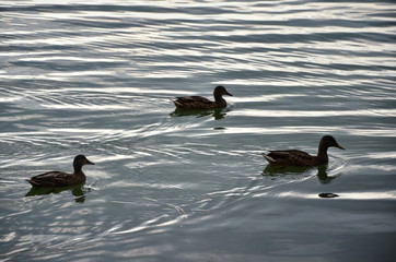 Trzy kaczki płynące po jeziorze 