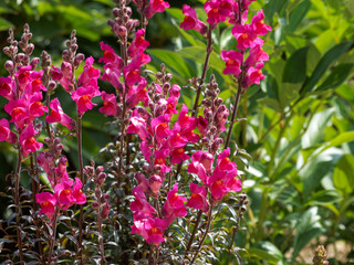 Antirrhinum majus | Muflier à grandes fleurs ou gueule de loup sur tige dressée aux feuilles vertes lancéolées