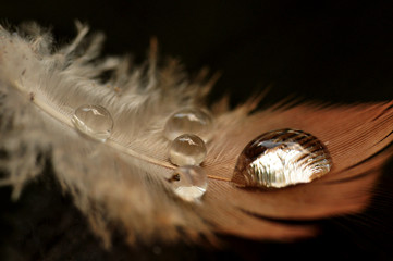 A drop of water dew on a fluffy feather close-up macro 