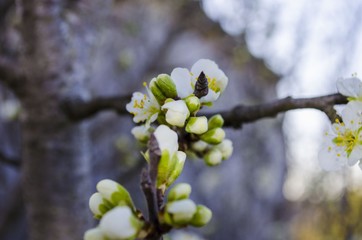 cherry plum flowers in spring